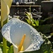 Arum lily  by boxplayer