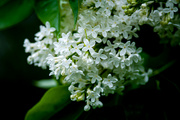 8th May 2024 - Wet, White, Lilacs
