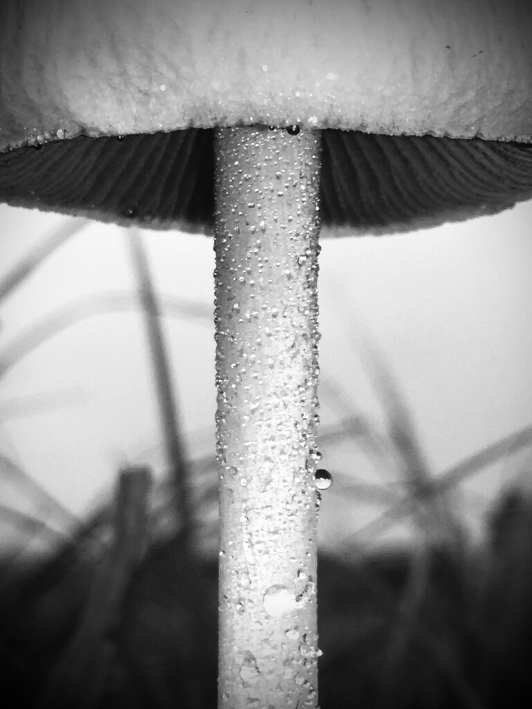 Mushroom Tears by monachorome