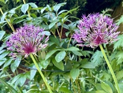 8th May 2024 - Alliums
