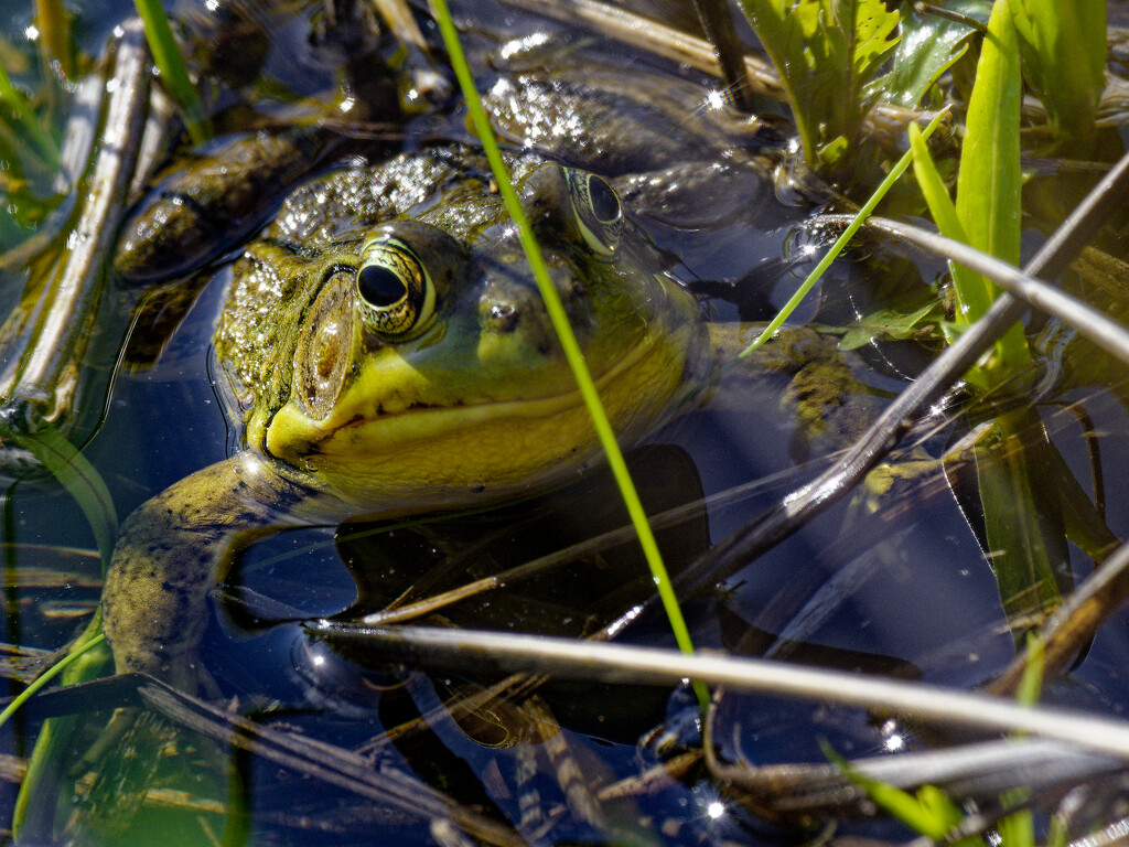 green frog by rminer