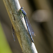 8th May 2024 - Eastern forktail damselfly