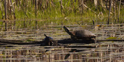 8th May 2024 - painted turtles 