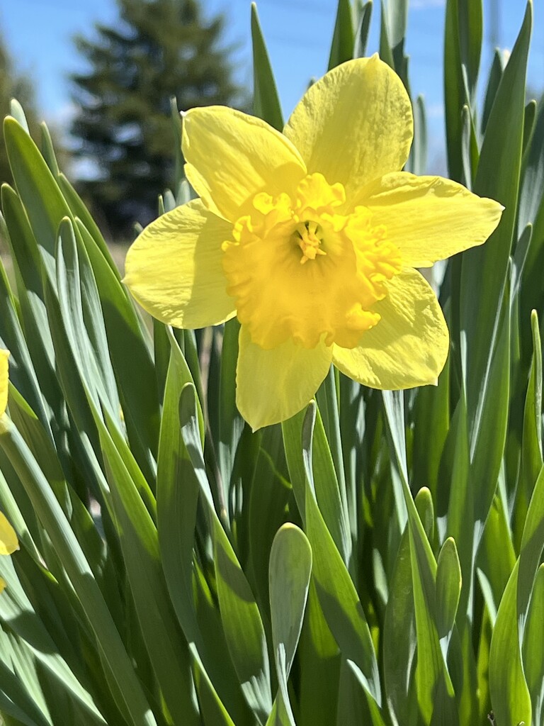 Daffodils  by radiogirl