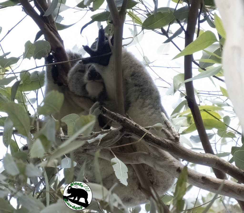 draped in the canopy by koalagardens