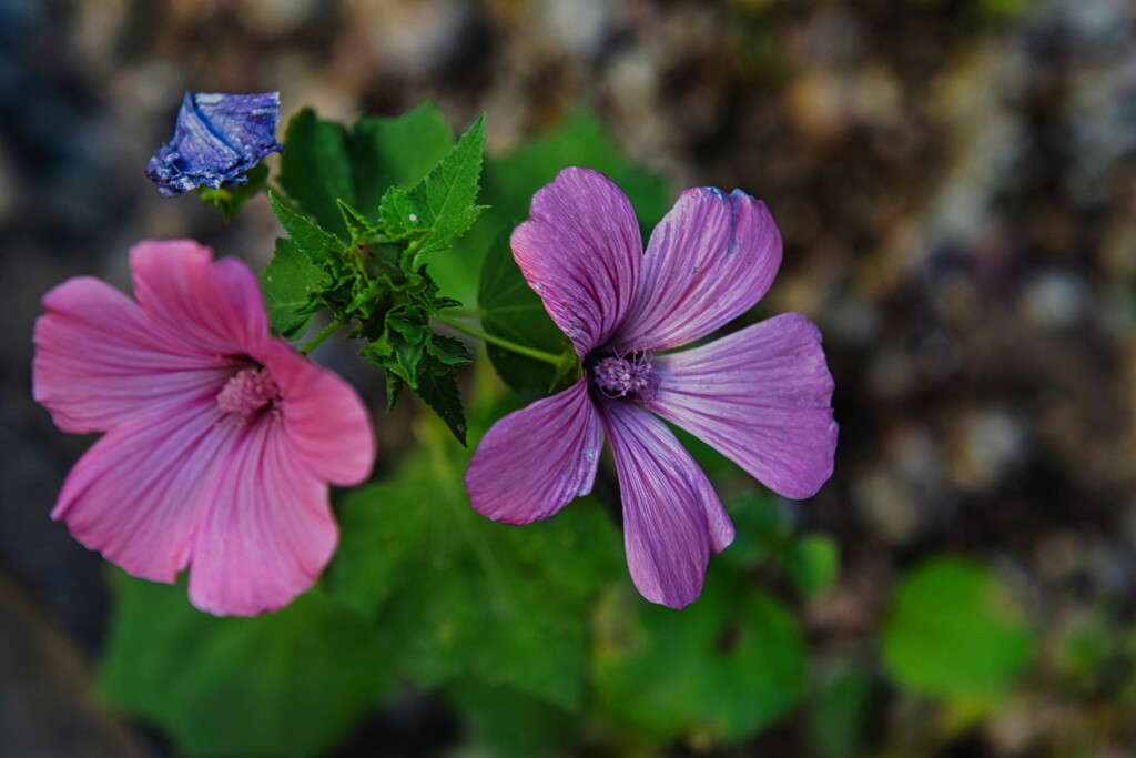 5 7 Common Mallow by sandlily