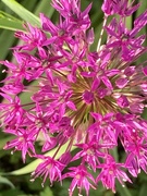 8th May 2024 - Allium Flower