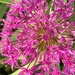 Allium Flower