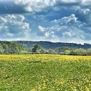 8th May 2024 - Buttercups
