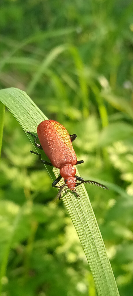 Cardinal Beetle by 365projectorgjoworboys