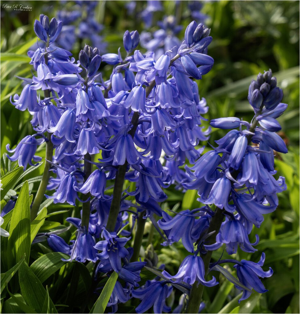 Bluebells by pcoulson