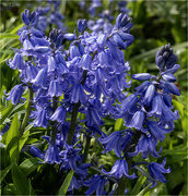 8th May 2024 - Bluebells