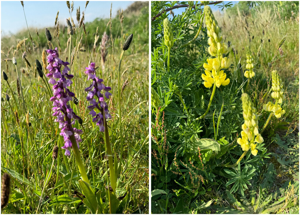 Green winged Orchid & Lupins. by wakelys
