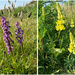 Green winged Orchid & Lupins.