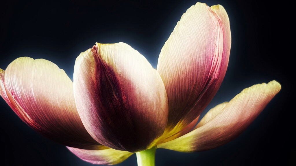 Final Tulip by carole_sandford