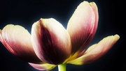 8th May 2024 - Final Tulip