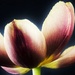 Final Tulip