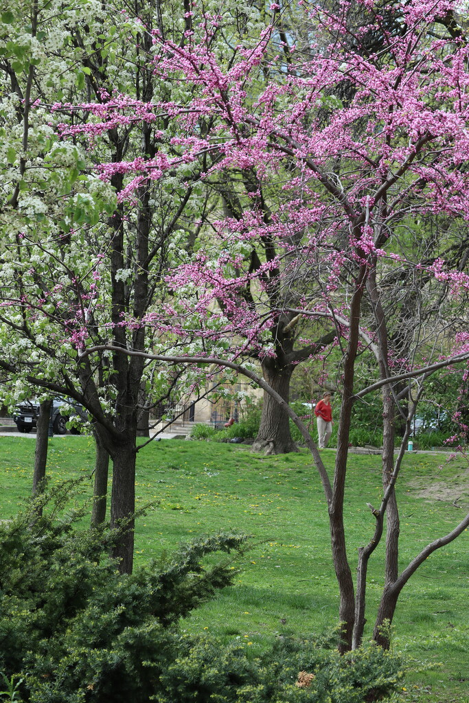 A Spring Stroll by 365projectorgheatherb