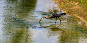 8th May 2024 - Catching Lunch