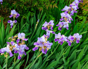 5th May 2024 - Spring Flowers at Rest Stop