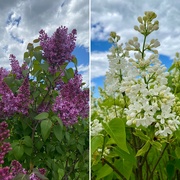 8th May 2024 - The Lilacs are Blooming!