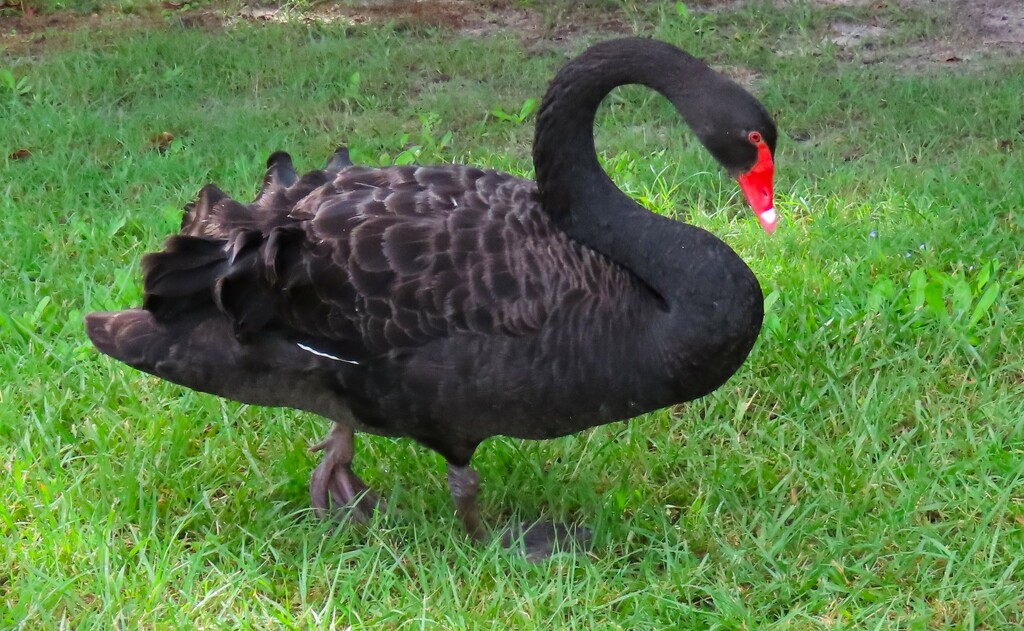 Black Swan Encounter by happysnaps