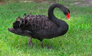 9th May 2024 - Black Swan Encounter