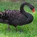 Black Swan Encounter