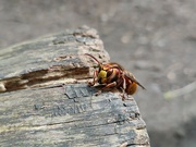 8th May 2024 - Hornet