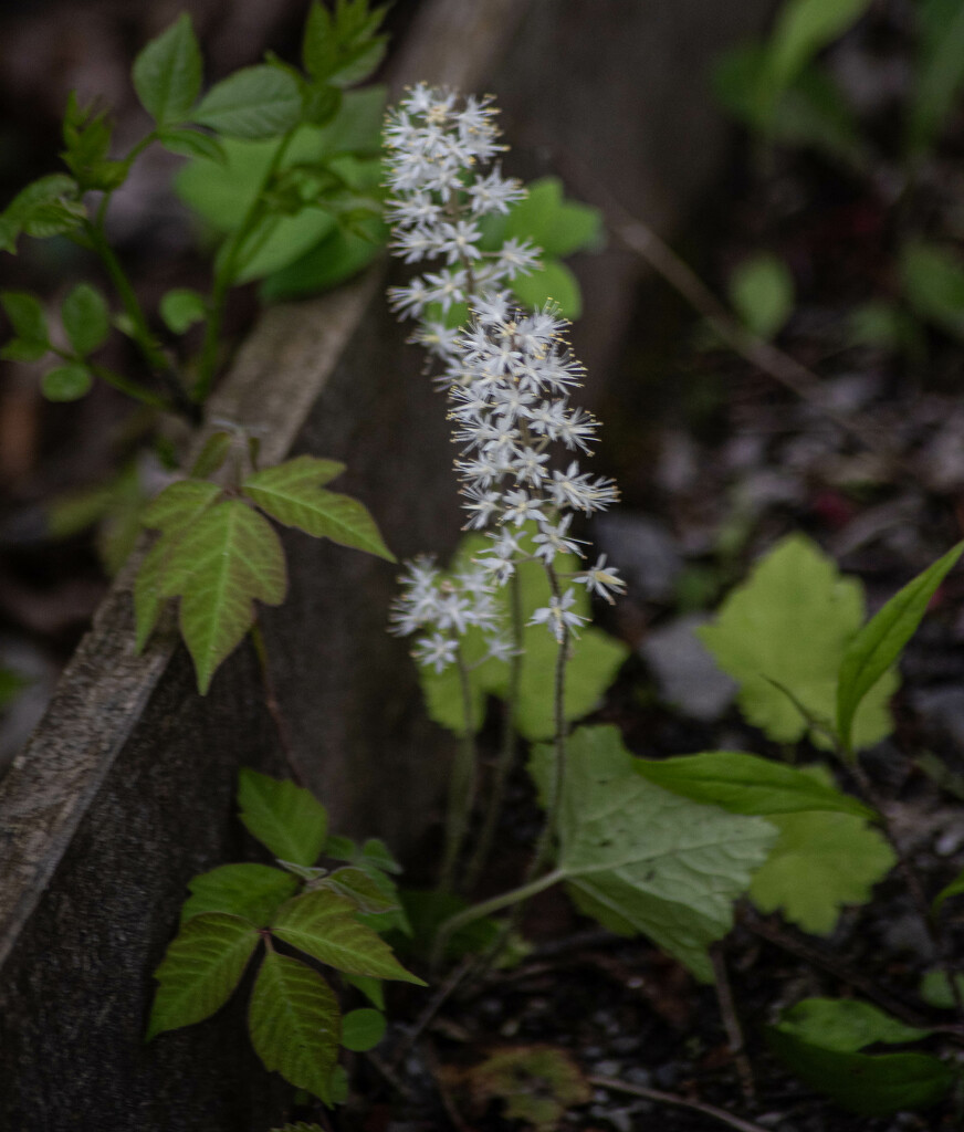Heart-leaf foamflower with poison ivy by darchibald
