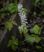 8th May 2024 - Heart-leaf foamflower with poison ivy