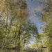Inverted Spring Reflection