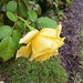 Rain on rose by alicedykstra