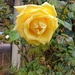 Yellow rose by alicedykstra