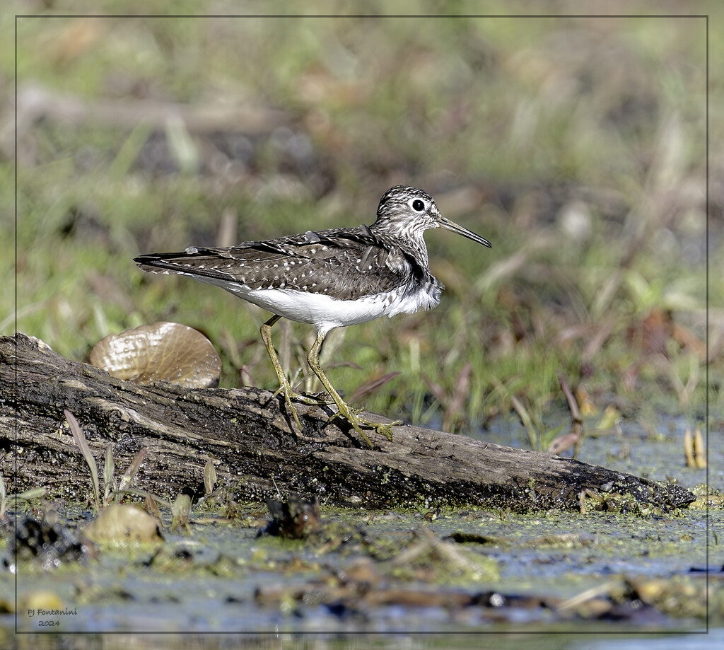 Greater or Lesser Yellowlegs by bluemoon