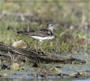 8th May 2024 - Greater or Lesser Yellowlegs