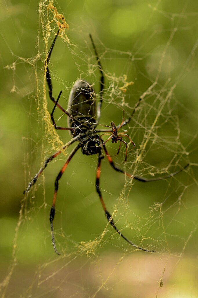 Orb Weaver by cocokinetic