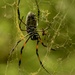 Orb Weaver by cocokinetic