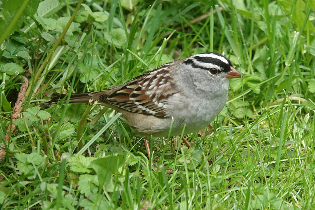 White-Crowned Sparrow by annepann