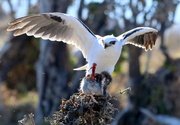 8th May 2024 - Close encounter with a wild bird of prey