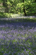 9th May 2024 - Bluebell haze