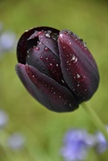 9th May 2024 - "Queen of Night" Black Tulip