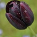 "Queen of Night" Black Tulip by casablanca