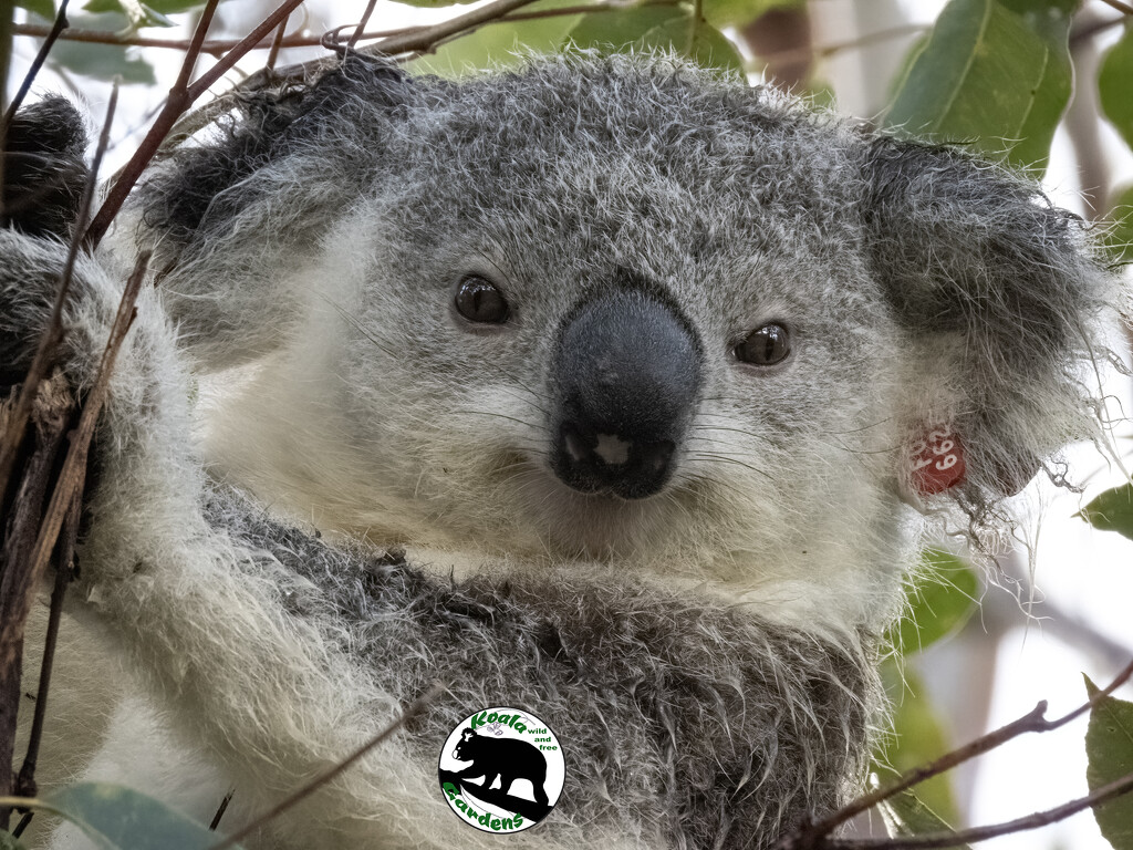 cuteness in the kindy by koalagardens