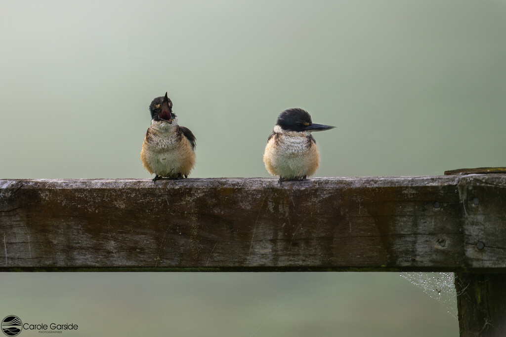 Two kingfishers by yorkshirekiwi