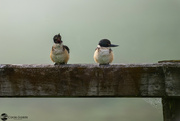 9th May 2024 - Two kingfishers