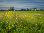 8th May 2024 - In the countryside