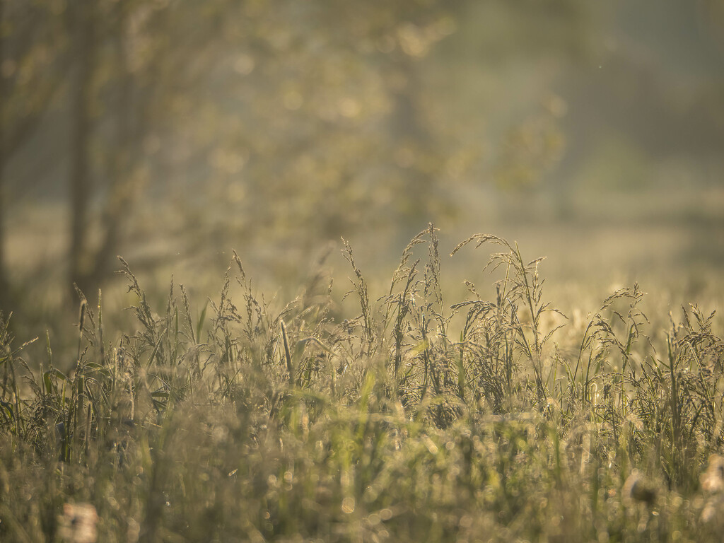 Meadow in the morning by haskar