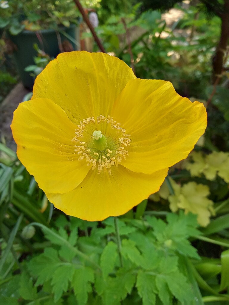 Welsh Poppy  by 365projectorgjoworboys