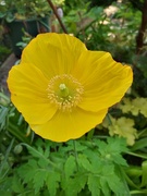 9th May 2024 - Welsh Poppy 